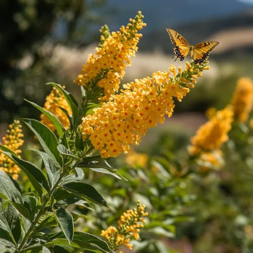 Buddleia gialla Sungold Albero delle Farfalle Buddleja pianta in vaso 7x7 cm Vivaio di Castelletto