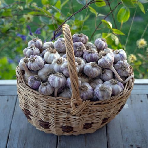 semillas de ajo semillas de variedades tradicionales balcón resistentes al invierno jardín balcón invernadero jardín del invierno ajo 150pcs