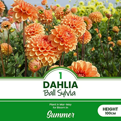 1 x Dahlia Ball Sylvia – Warm Orange Blooms – Perennial – Exotic Gardens and Cottages – Summer Flowering Bulb – for Your Beautiful Garden