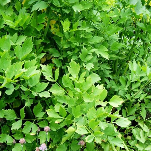 semi di levistico biologico - balcone resistenti perenni tappezzante giardino roccioso antichi 1500pcs