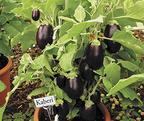 Organic Eggplant Aubergine F1 Moneymaker Vegetable Seeds - 'Solanum melongena' - 20 Seeds