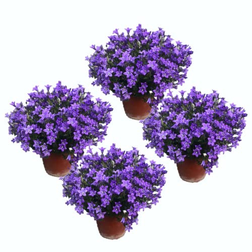 Plantas de Campanula | Pack 4 Plantas |Flores de Color Azul