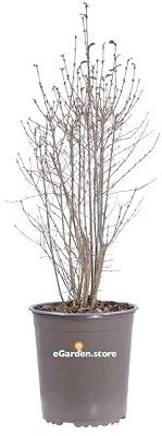 Pianta di Ligustro Cinese Pianta di Ligustrum Sinense pianta da esterno pianta ornamentale cspuglio di Ligustro fiore bianco pianta da giardino pianta vera venduta da eGarden.store