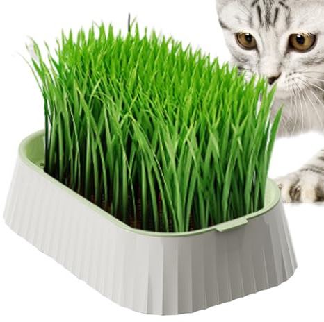 Kattgräs Kruka | Kattgräs Växande Grobädd | Dubbel Lager Hydroponisk Vetegräs Odlare Planteringslåda för Hemträdgård