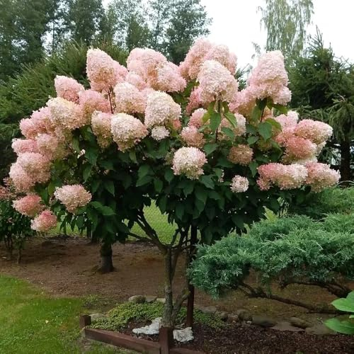 300 pcs schneeballhortensie blumensamen- wildblumensamen mehrjährig winterhart hortensie hochbeet samen gewächshaus balkon blumensamen gastgeschenk robuste balkonpflanzen winterhart