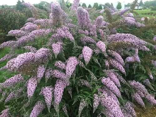 Buddleja davidii Grand Cascade | Plug Plant | Butterfly Bush