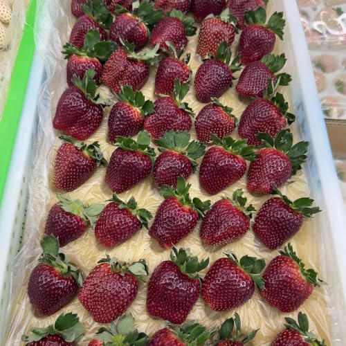 semi di fragola decorativi resistenti balcone letti elevati balcone decorazione 600pcs
