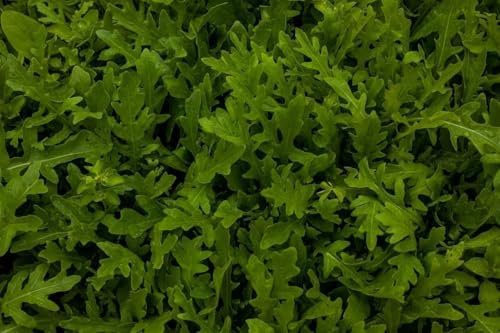 Roquette, Rucola 2500 Graines, 10 grams, Eruca sativa