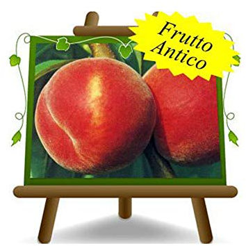 Pêches à la pulpe jaune Redhaven - Plante fruitière greffé sur pot 26 - arbre max 200 cm - 4 ans