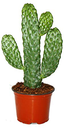 Road Kill Cactus - Consolea rubescens - Cactus à oreilles plates - Pot 12cm