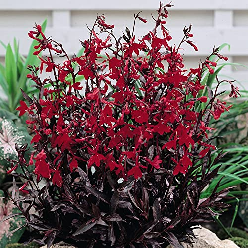 Lobelia Queen Victoria Garden Plant Hardy Perennial Flowering Garden Plants Easy to Grow Your Own 6X Plug Plants by Thompson and Morgan (6)