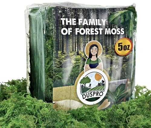 [Upgraded] DUSPRO Green Moss for Crafts, Real Forest Moss Potted Plants, Decorative Mosses for Table Centerpieces Wedding Christmas Fairy Party Decor, Indoor Planters, DIY Project (5 oz)