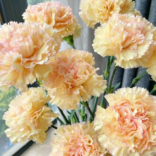 Semi di garofano perenni resistenti, giardino, tappezzanti 100pcs