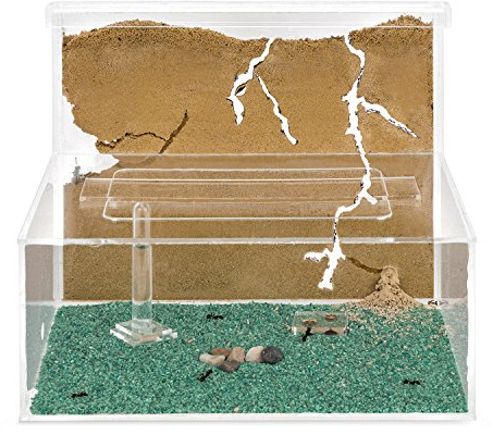 AntHouse - Fourmilière Naturelle en Sable | Kit L (Sandwich + Caisse de Fourrage) | Fourmis Incluses