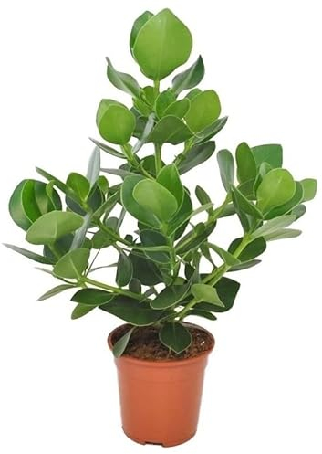 Plant in a Box - Clusia rosea 'Princesse' - Plante d'intérieur robuste - Feuilles vertes - Pot 17cm - Hauteur 50-60cm