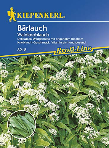 Bärlauch Waldknoblauch (Allium ursinum), Delikatess Wildgemüse mit angenehm frischem Knoblauchgeschmack