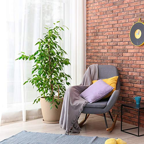 Ficus Benjamina Weeping Fig Indoor Tender House Plants for The Home or Office Green Evergreen Foliage Large Indoor Tree 1 x 12cm Pot Ficus Benjamina by Thompson and Morgan