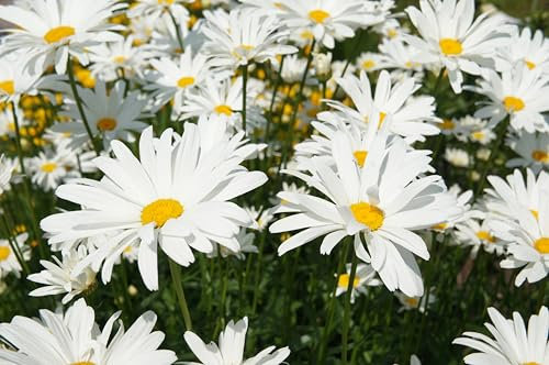 3,000/Seeds Ox-Eye Daisy Seeds – White Perennial Flowers, Leucanthemum Vulgare for Blooming Gardens, 50 cm Tall
