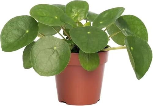 DECOALIVE Planta del Dinero China Planta de Interior Natural