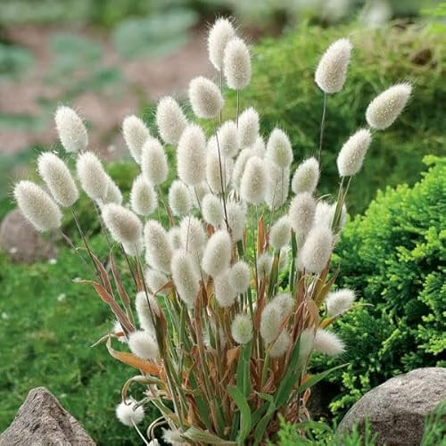Bunnys Tails 700 Seeds + Plant tag + Freebie - Lagurus Ovatus, Yellow