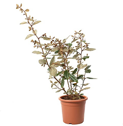 KENTIS - Eleagnus Ebbingei - Vraies Plantes d'Extérieur Sempervirens et Résistantes - H 40-50 cm Pot Ø 18 cm