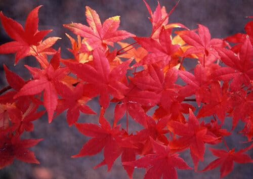 Acero rosso giapponese Acero palmatum Momiji pianta in vaso 9x9 cm Vivaio di Castelletto