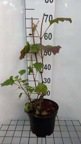 Hydrangea quercifolia - Hortensia Ã€ Feuilles De Chêne 40-50 cm en pot