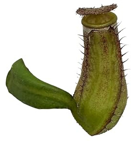 Nepenthes 'Albomarginata' Carnivorous Pitcher Plant in 2 Pot (Small)