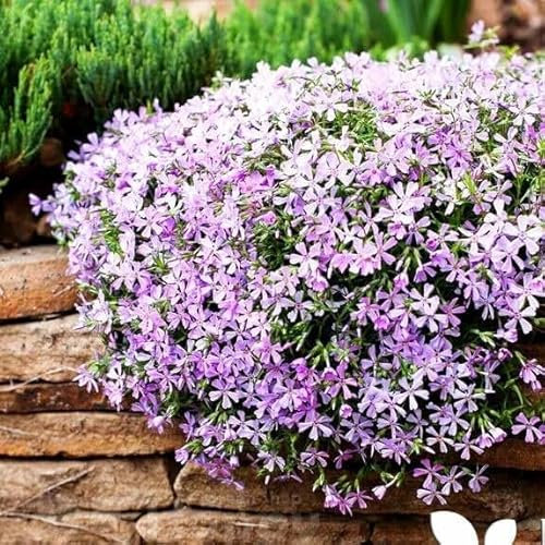Mountain Phlox 160 seeds + Plant tag + Freebie - Linanthus Grandiflorus
