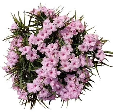 Set 6 Dwarf Pink Ruellia Starter Plants, Dwarf Rose Mexican Petunia Seedlings Desert Petunia Bushes Florida Bluebells Flower Plant 4-6 Inc Tall