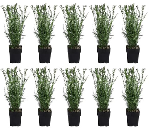 Dehner Becher-Eibe Groenland, für 2-3 m Hecke, ca. 50-60 cm, 10 x 2 l Topf