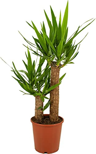 Yucca de 2 Troncos - Planta Natural de Fácil Mantenimiento para Tu Oficina o Casa
