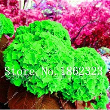 Molteplici scelte di Colore Hortensia perenne Fiore pianta di Ortensia Balcone Fiori Ornamentali, Piante da Giardino - 50 pièces : 7