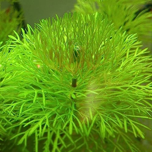 Saterkali Graines d'herbe mélangées, 1000 Pcs Graines d'herbe mélangées Décor de réservoir d'aquarium Vert d'eau Aquatic1 Graine de plante