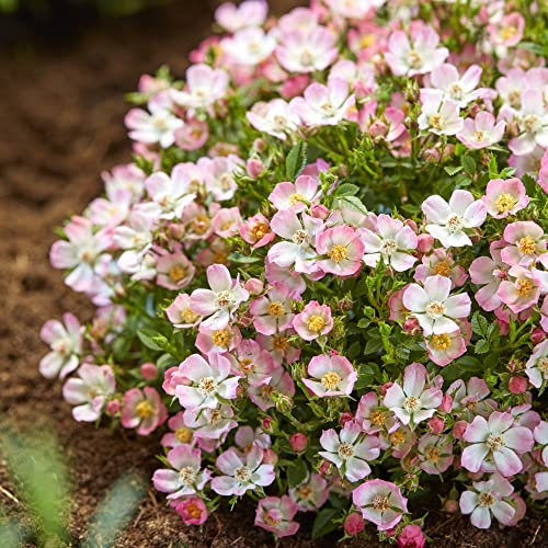 Rose 'Cutie Pie' - Hardy Shrub - Pretty Pink & White Flowers - Ideal Groundcover or Patio Pot Display - Easy to Grow Your Own - Garden Plant - 3X 9cm Pots by Thompson and Morgan (3)