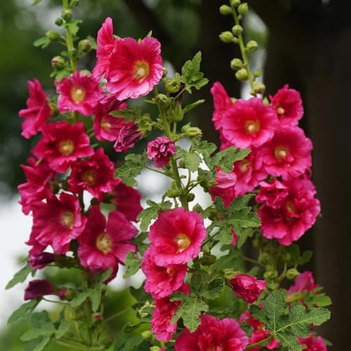 semi di malvarosa, resistenti giardino decorazione del soggiorno 350pcs