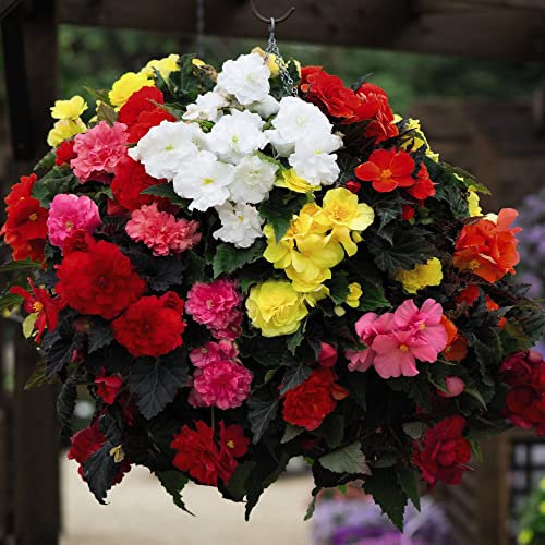 Begonia Plug Plants 'Non-Stop Mixed' Tuberous Half-Hardy Perennial Fully Double Blooms Brightly Colours Mix Weather Resistant Easy to Grow Your Own Flowers, 24x Plug Plants by Thompson & Morgan