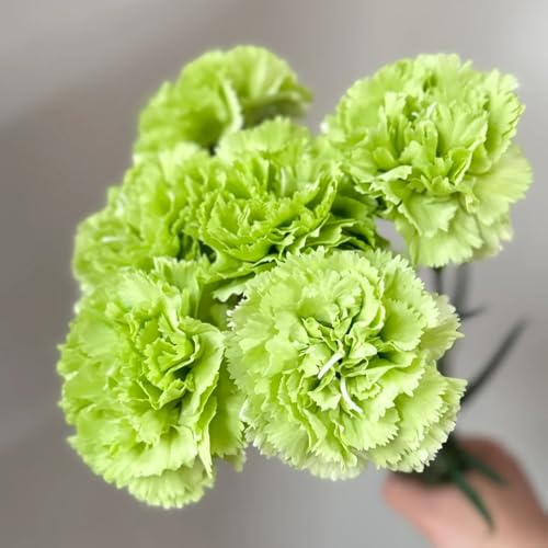 claveles, Dianthus Decoración orgánica balcones semillas de clavo de primavera, resistentes en macetas pradera decorativas en maceta 250semillas
