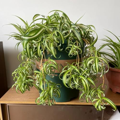 50 pcs Grünlilien Samen, Chlorophytum comosum kletterpflanzen winterhart schnellwachsend Grünlilie Zimmerpflanze Samen zimmerpflanzen bonsai samen geschenk garten pflanzen samen indoor