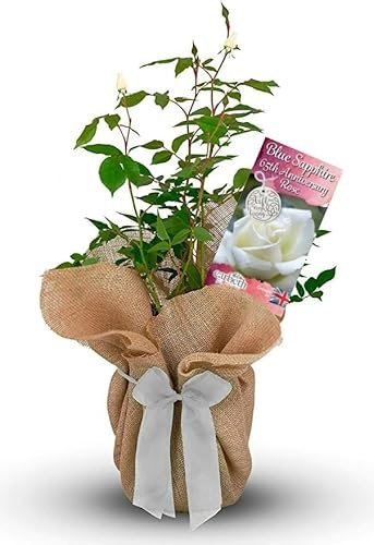 Blue Sapphire Rose Bush - 65th Anniversary Rose Bush Gift - Gift Wrapped Rose Bush in a 3 Litre Pot (1 Plant)