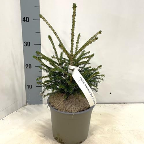 Picea Orientalis Abete merry christmas Peccio del Caucaso in vaso ø18 cm h. 30 cm circa FOTO REALI Vivaio di Castelletto