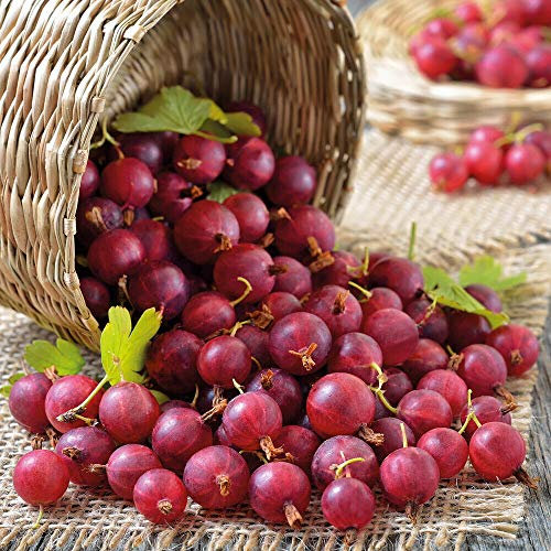 Potted Hardy Garden Plant Gooseberry, High Yielding, Tasty Edible Fruit in Summer, Kitchen Gardens & Allotments, 3X Gooseberry Captivator Bare Root Pot by Thompson & Morgan