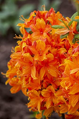 Rhododendron luteum 'Klondyke' 80-100 cm – Winterhart, Mehrjährig, Pflegeleicht – Azalee – Zierstrauch für Garten & Beet