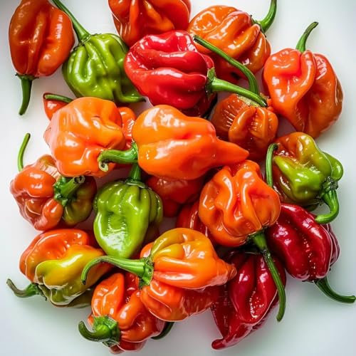 25 Graines de Piments Antillais Habanero - SemiSauvage Permaculture
