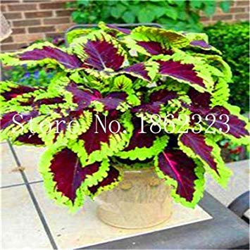 100 pcs Exotiques rares Coleus Fleurs Jardin en Pot Balcon Cour Begonia Plantes Fleuries: 22 mélanger Les Couleurs