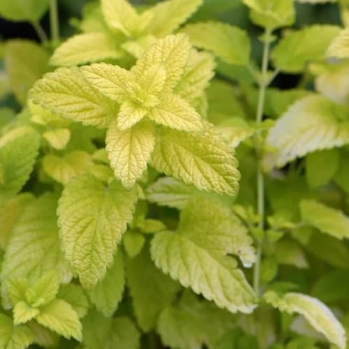Semi di melissa - semi di selvatiche Melissa officinale - da giardino roccioso resistenti vecchie varietà prodotti sostenibili 50pcs