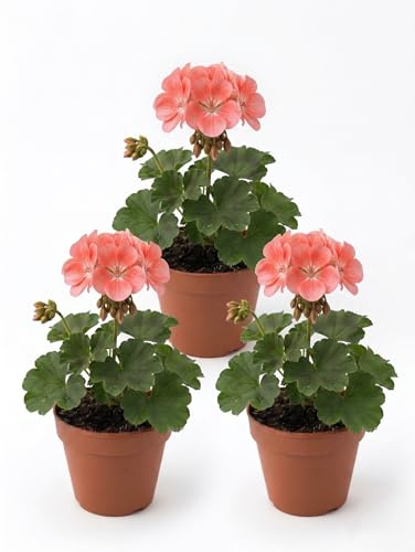 Rosa Lax Geranium | 3 levande krukväxter | Sommarvårblommor för balkong och trädgård | Solbeständig Prydnadsväxt | Lätt att odla | Utomhusdekoration