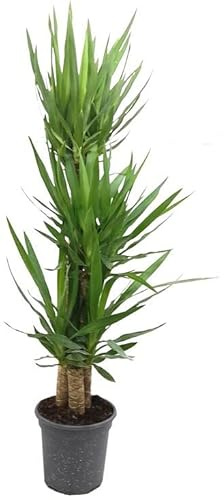 PLANTA NATURAL YUCCA ELEPHANT 90/60/30 M22 120CM PERFECTA PARA EL INTERIOR