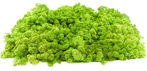 INMO Moos - Islandmoos echtes Natur Moos konserviert 1 KG Hellgrün. Dekomoos zum Basteln, Moosbild, Wand-Bilder, Wanddeko, Modellbau weitere Farben und Mengen zur Auswahl 40g - 500g 1 KG - 4 KG