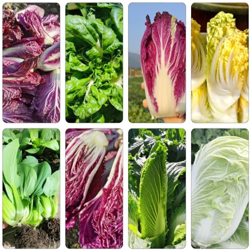 col Cina resistenti semi di perenne resistenti semi biologici di pak choi interni giardino verde balcone 1000pcs